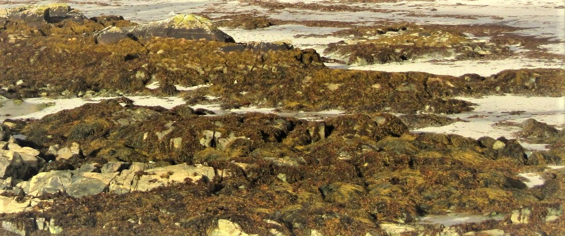 Irish seaweed on rocks